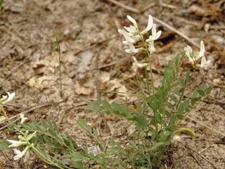 Astragalus distortus (Ozark milkvetch)