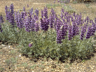 Lupinus albifrons (Silver lupine)