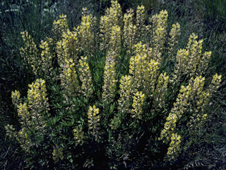 Lupinus arbustus ssp. calcaratus (Longspur lupine)