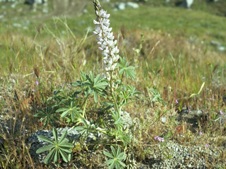 Lupinus densiflorus (Whitewhorl lupine)