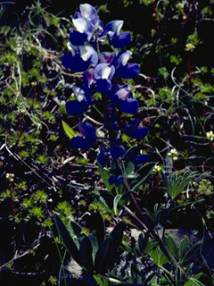 Lupinus argenteus ssp. spathulatus (Silvery lupine)