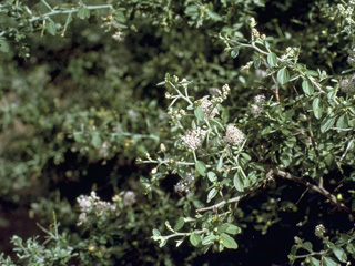 Ceanothus greggii var. vestitus (Mojave ceanothus)