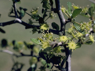 Colubrina texensis (Texas hog plum)