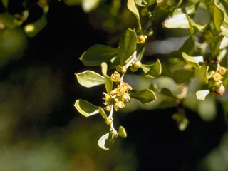 Condalia hookeri var. edwardsiana (Edwards' bluewood)