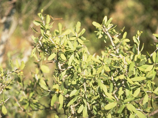 Ziziphus obtusifolia var. obtusifolia (Lotebush)