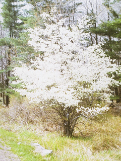 Amelanchier canadensis (Canadian serviceberry)