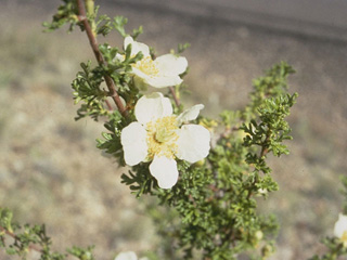Purshia mexicana (Mexican cliffrose)