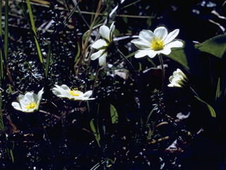 Dryas integrifolia (Entireleaf mountain-avens)