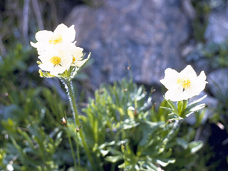 Anemone narcissiflora var. zephyra (Narcissus anemone)