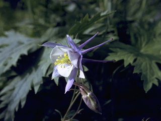 Aquilegia brevistyla (Smallflower columbine)