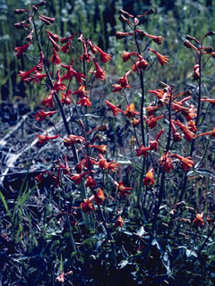 Delphinium cardinale (Scarlet larkspur)