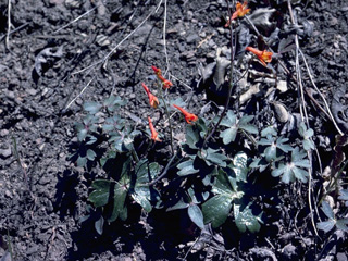 Delphinium nudicaule (Red larkspur)