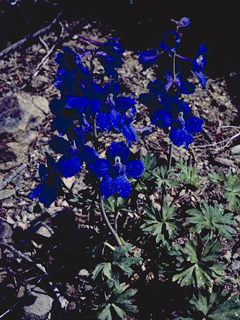 Delphinium variegatum (Royal larkspur)