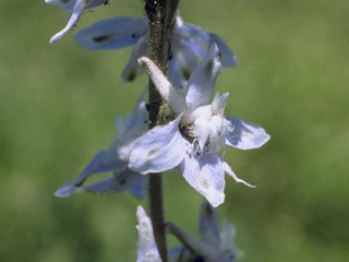 Delphinium carolinianum ssp. virescens (Carolina larkspur)