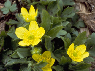 Ranunculus eschscholtzii (Eschscholtz's buttercup)