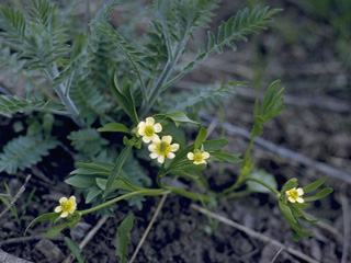 Ranunculus glaberrimus (Sagebrush buttercup)