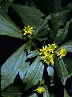 Ranunculus sceleratus (Cursed buttercup)