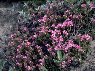 Douglasia laevigata (Cliff dwarf-primrose)