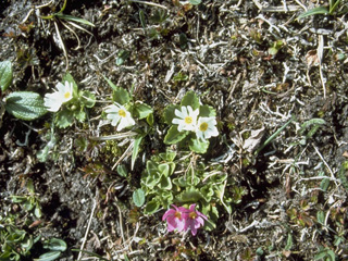 Primula cuneifolia ssp. saxifragifolia (Wedgeleaf primrose)