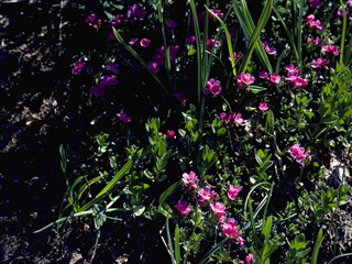 Primula suffrutescens (Sierra primrose)