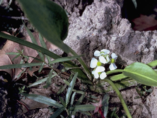 Sagittaria platyphylla (Delta arrowhead)