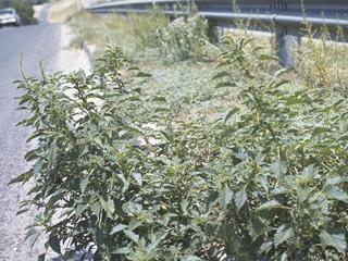 Amaranthus hybridus (Slim amaranth)