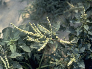 Amaranthus spinosus (Spiny amaranth)
