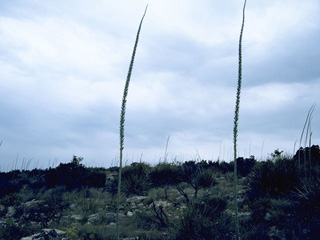 Agave gracilipes (Slimfoot century plant)