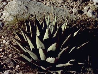 Agave parryi ssp. neomexicana (Parry's agave)