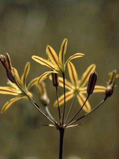 Bloomeria crocea (Common goldenstar)