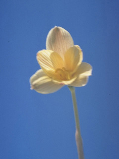Zephyranthes longifolia (Copper zephyrlily)