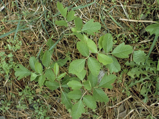 Toxicodendron pubescens (Atlantic poison oak)