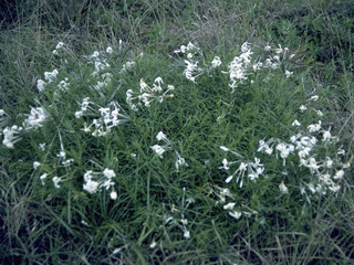 Amsonia longiflora (Tubular bluestar)