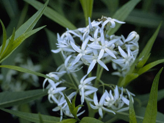Amsonia tabernaemontana (Eastern bluestar)