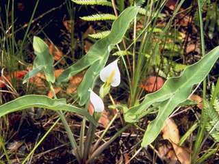 Peltandra sagittifolia (White arrow arum)