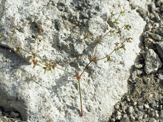 Eriogonum parishii (Mountainmist)