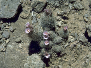 Escobaria tuberculosa (Whitecolumn foxtail cactus)