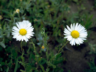 Aphanostephus skirrhobasis (Lazy daisy)