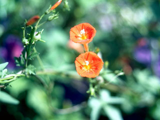 Ipomoea hederifolia (Scarlet creeper)