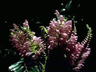 Physostegia virginiana ssp. praemorsa (Fall obedient plant)