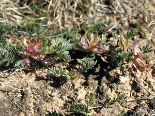 Astragalus plattensis (Platte river milkvetch)