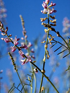 Astragalus gracilis (Slender milkvetch)