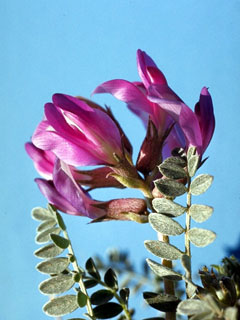 Astragalus missouriensis (Missouri milkvetch)