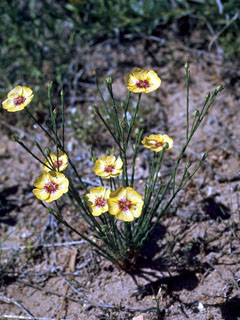 Linum imbricatum (Tufted flax)