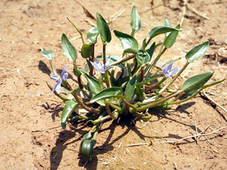 Heteranthera limosa (Blue mudplantain)