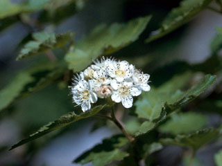 Physocarpus monogynus (Mountain ninebark)