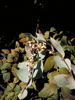 Symphoricarpos occidentalis (Western snowberry)