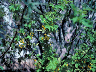 Mahonia swaseyi (Texas barberry)