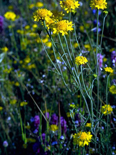 Chaenactis glabriuscula (Yellow pincushion)