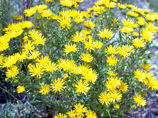 Erigeron linearis (Desert yellow fleabane)